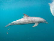 In this photo released by DolphinProject.com, Rocky with GPS tag attached swims at the Umah Lumba Rehabilitation, Release and Retirement Center in Banyuwedang Bay, West Bali, Indonesia Saturday, Sept. 3, 2022. Three bottlenose dolphins were released into the open sea in Indonesia Saturday after years of being confined for the amusement of tourists who would touch and swim with them.