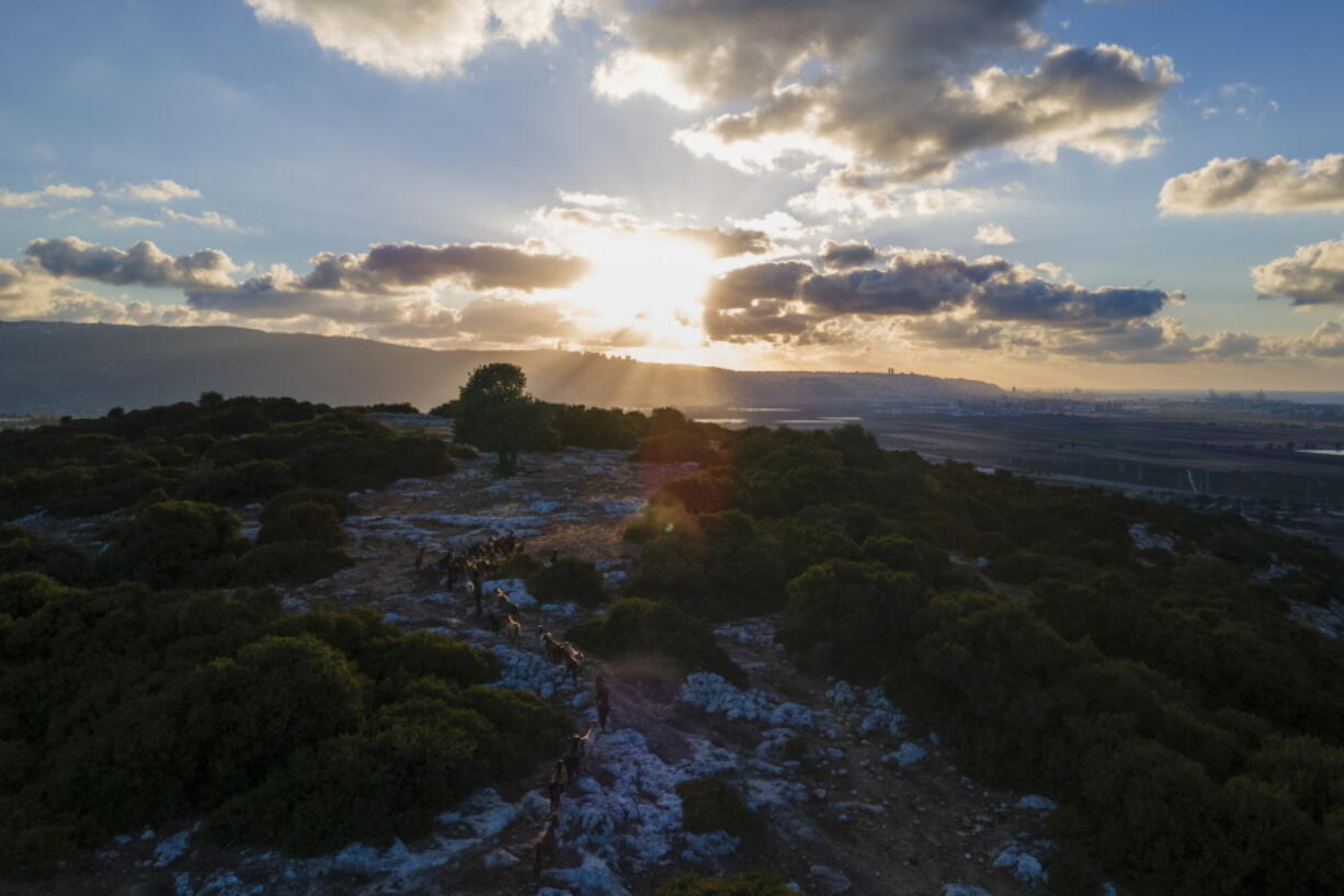 Goats gaze on a hillside where Beduins have grazed their animals for generations near Rumihat in the Galilee region, Israel, Tuesday, Aug. 23, 2022. Plans to turn the 2,500-acre area into a wildlife corridor have sparked rare protest from Bedouin in the northern Galilee region who were one of the few Arabs embracing early Zionist pioneers before 1948, and since served in the police and military, and elebrated by the military for their knowledge of the land, they say the government now seeks to sever their ties to the same land.