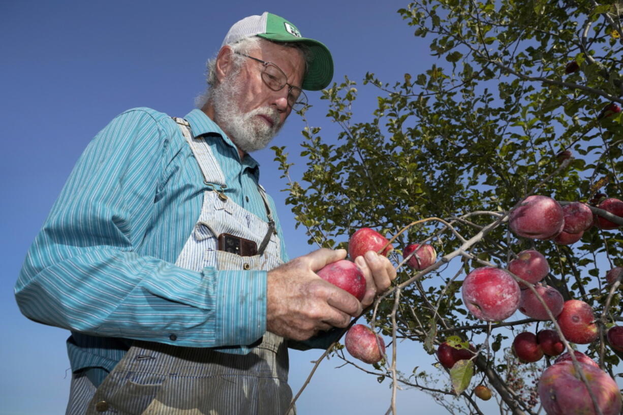 George Naylor looks over organic apples grown on his farm, Tuesday, Sept. 13, 2022, near Churdan, Iowa. Naylor, along with his wife Patti, began the transition to organic crops in 2014. The demand for organics has increased so fast that the U.S. Department of Agriculture last month committed up to $300 million to help farmers switch from conventional crops.