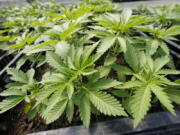 FILE - Marijuana plants for the adult recreational market are are seen in a greenhouse at Hepworth Farms in Milton, N.Y., Friday, July 15, 2022. Missouri voters are set to be the first in the nation to sign off on automatically forgiving past marijuana crimes if they approve a constitutional amendment to legalize recreational pot in November 2022.