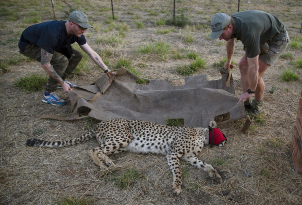 A male cheetah is loaded onto a stretcher Sept. 4 after being tranquilized by wildlife veterinarian, Andy Frasier, right, at a reserve near Bella Bella, South Africa.