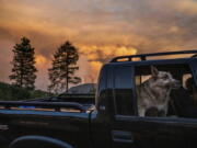 A dog rides through the Foresthill community in Placer County, Calif., as the Mosquito Fire burns on Thursday, Sept. 8, 2022.