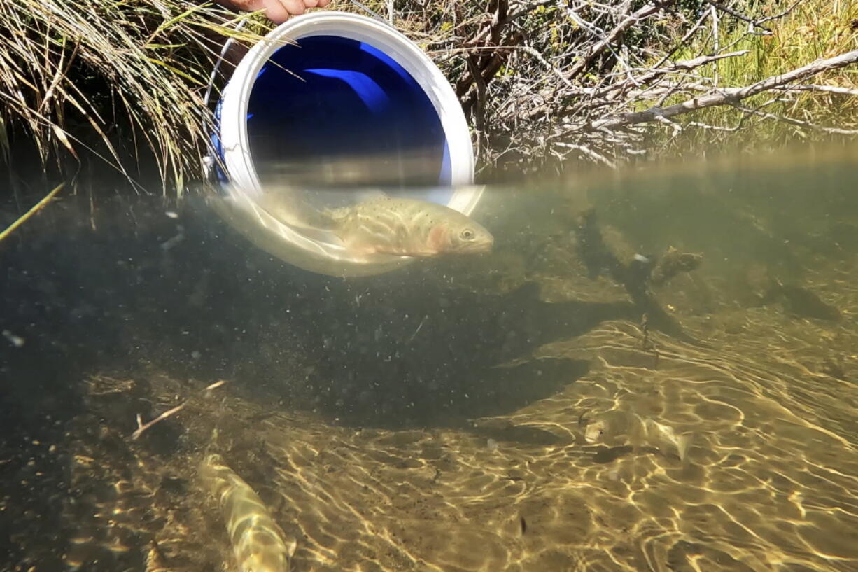 Fish biologists release Rio Grande cutthroat trout into a new creek after rescuing them from a fire Thursday, Sept. 15, 2022, near Amalia, N.M. Wildlife agencies in the southwestern U.S. consider missions like this essential as climate change brings more frequent and hotter wildfires, fueled by prolonged drought and tree-killing bug infestations.