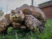 Tywin, a tortoise in its mid-20???s, has banana on his face after being fed half a banana by his owner, Bill Kalahurka on Wednesday, July 6, 2022. Tywin is one of two large African spurred tortoises owned by Brookside residents Bill and Stephanie Kalahurka.