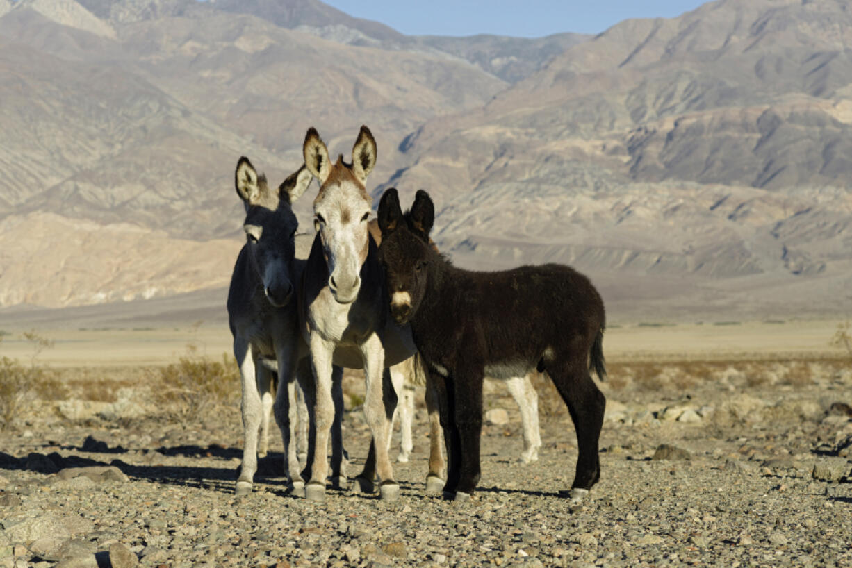 A wild donkey family near Death Valley National Park in California.