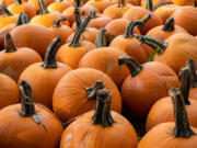 Writer Laura Yuen offers some strategies to try to keep your porch pumpkins safe from the squirrels.