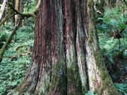 Old soul: Healthy western redcedars are still around. But in decline.