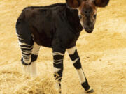 Just in time for World Okapi Day on Oct. 18, Disney's Animal Kingdom Lodge announced the birth of a rare, endangered okapi calf named Beni. The healthy, male calf was born in July to first-time mom Olivia at Disney's Animal Kingdom Lodge at Walt Disney World Resort in Lake Buena Vista, Fla.