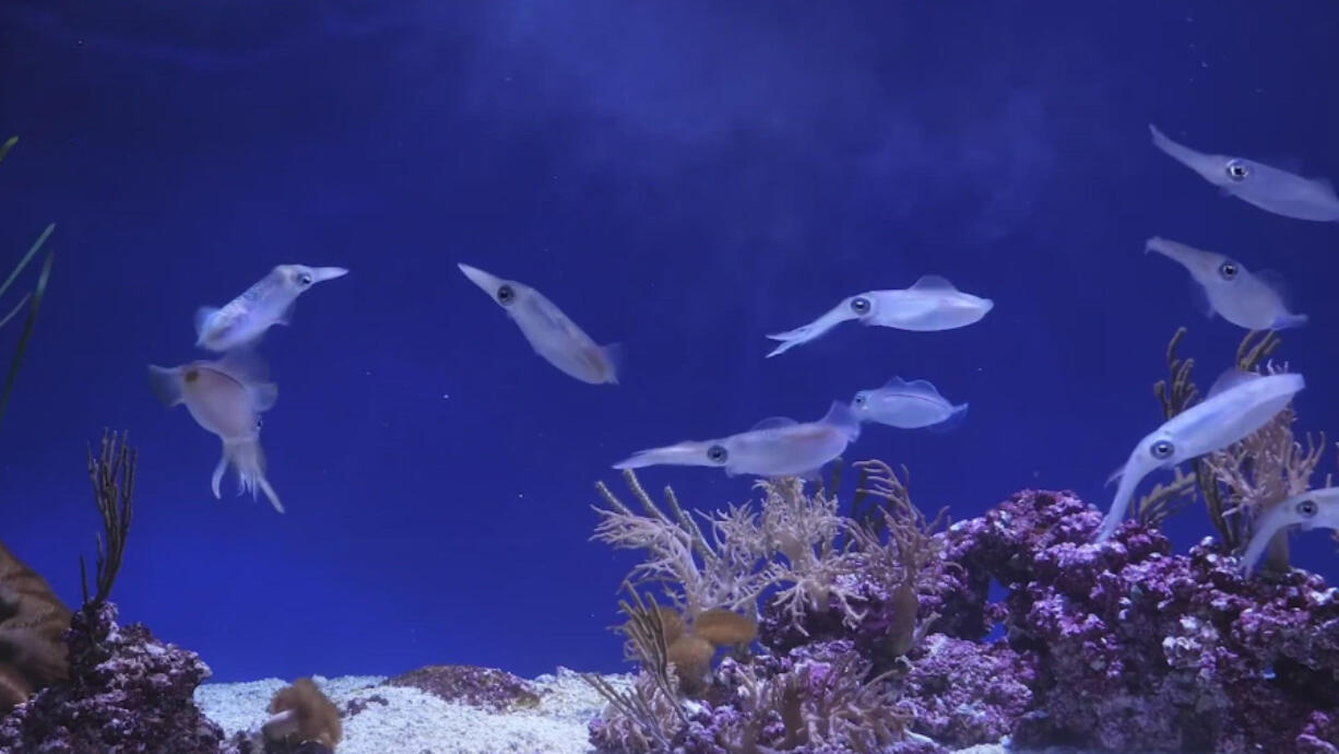 Millions of people who have streamed the Monterey Bay Aquarium's ambient and lo-fi videos, which fuse the aquarium???s livestreams with the popular low-fidelity hip-hop music that???s all over YouTube.