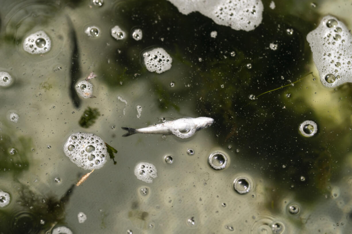 A dead chinook salmon floats in a fish trap June 8, 2021, on the lower Klamath River in Weitchpec, Calif.