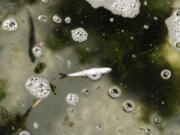 A dead chinook salmon floats in a fish trap June 8, 2021, on the lower Klamath River in Weitchpec, Calif.