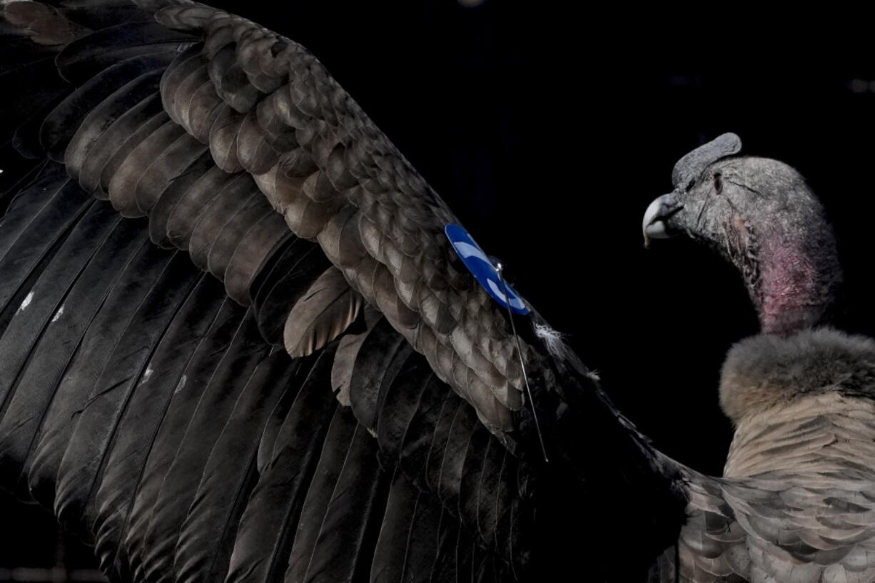 An Andean condor named Yastay, meaning "God that is protector of the birds," in the Quechua Indigenous language, spreads his wings after being freed by the Andean Condor conservation program where he was born almost three years prior in Sierra Paileman in the Rio Negro province of Argentina, Friday, Oct. 14, 2022. For 30 years the Andean Condor Conservation Program has hatched chicks in captivity, rehabilitated others and freed them across South America.