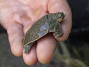 This Aug. 16, 2022, photo provided by San Diego Wildlife Alliance, shows an Indian narrow-headed softshell turtle at the San Diego Zoo. The rare and endangered turtle species has finally bred at the San Diego Zoo, as officials announced on Monday, Oct. 3, 2022, the arrival of 41 tiny Indian narrow-headed softshell turtle hatchlings. Officials say the hatchings make the alliance the first accredited conservation organization in North America to hatch the endangered turtles.