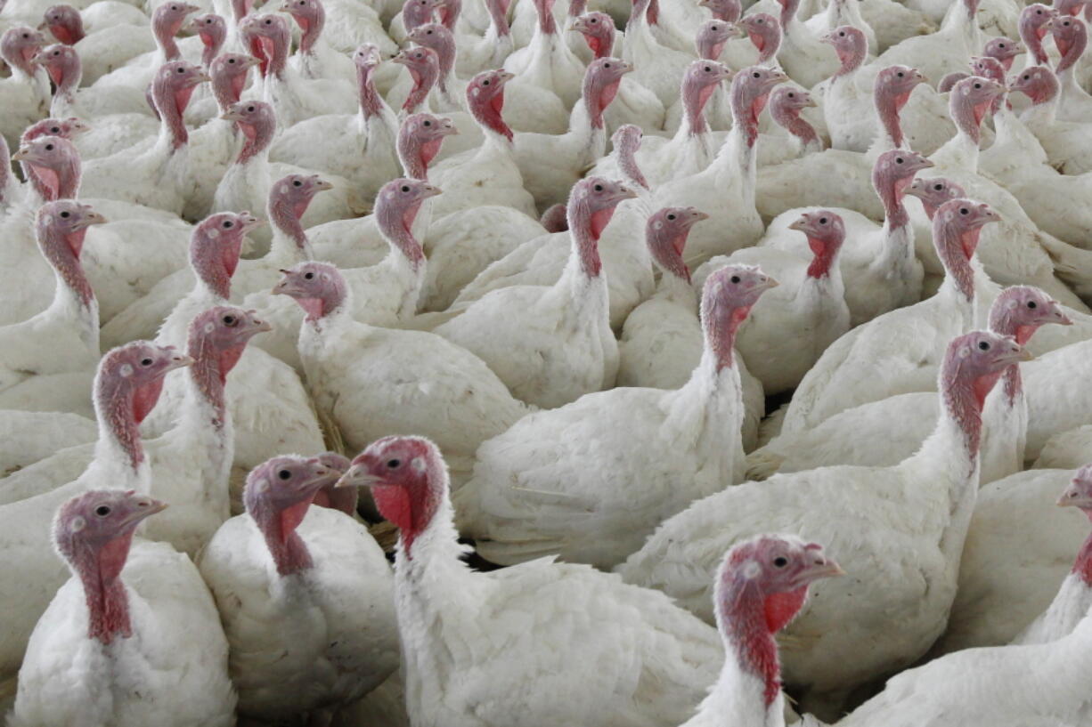 FILE - This Wednesday, April 11, 2012 file photo shows turkeys at a farm in Lebanon, Pa. The U.S. Department of Agriculture on Friday, Oct. 14, 2022 proposed sweeping changes in the way chicken and turkey meat is processed that are intended to reduce illnesses from food contamination but could require meat companies to make extensive changes to their operations.