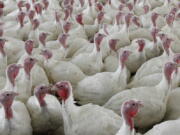 FILE - This Wednesday, April 11, 2012 file photo shows turkeys at a farm in Lebanon, Pa. The U.S. Department of Agriculture on Friday, Oct. 14, 2022 proposed sweeping changes in the way chicken and turkey meat is processed that are intended to reduce illnesses from food contamination but could require meat companies to make extensive changes to their operations.