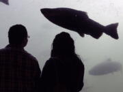 FILE - A Chinook Salmon passes the viewing window in the visitor center at Bonneville Dam near Cascade Locks, Ore., in this Sept. 24, 2010, file photo. Chinook salmon are one of many important seafood species that have declined in the face of climate change and might not come back.