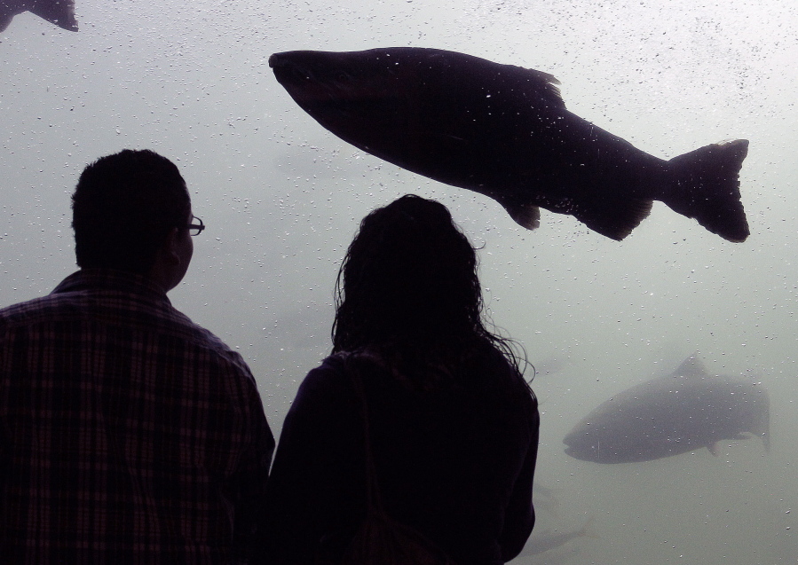 FILE - A Chinook Salmon passes the viewing window in the visitor center at Bonneville Dam near Cascade Locks, Ore., in this Sept. 24, 2010, file photo. Chinook salmon are one of many important seafood species that have declined in the face of climate change and might not come back.