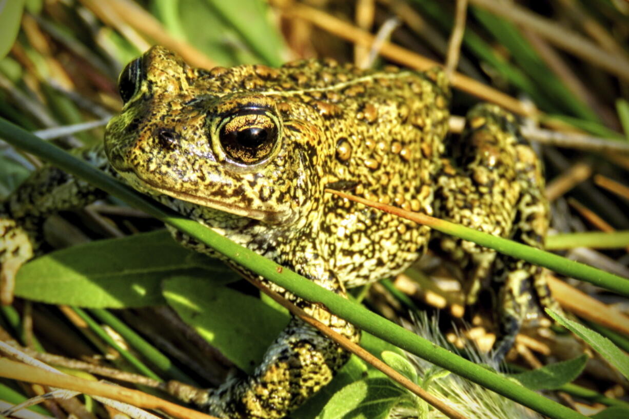 FILE - In this 2017 photo provided by the Center for Biological Diversity is a Dixie Valley toad, which the U.S. Fish and Wildlife Service has temporarily listed as an endangered species on an emergency basis, near the site of a power plant site in Nevada. On Aug. 1, 2022, the 9th U.S. Circuit Court of Appeals rejected a bid by environmentalists and a Nevada tribe to halt construction of a geothermal power plant that opponents say would harm the endangered toad and destroy sacred hot springs.