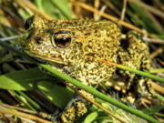 FILE - In this 2017 photo provided by the Center for Biological Diversity is a Dixie Valley toad, which the U.S. Fish and Wildlife Service has temporarily listed as an endangered species on an emergency basis, near the site of a power plant site in Nevada. On Aug. 1, 2022, the 9th U.S. Circuit Court of Appeals rejected a bid by environmentalists and a Nevada tribe to halt construction of a geothermal power plant that opponents say would harm the endangered toad and destroy sacred hot springs.