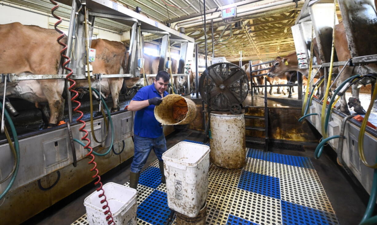 Farm worker Enrique Rubio of Mexico, works at the Dutch Hollow Farms milking Jersey dairy cows ,,Tuesday, Sept. 20, 2022, in Schodack Landing N.Y.  Harvest season means long days for U.S. farmworkers -- but usually no overtime pay. New York is now joining several states that have begun to change this rule. The state's labor commissioner today approved a proposal to implement its own 40-hour overtime rule for farm workers.