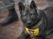 A French soldier with his dog Sparcel stands at attention during a ceremony in Suippes, eastern France, Thursday, Oct. 20, 2022. France inaugurated on Thursday its first memorial paying tribute to all "civilian and military hero dogs" in Suippes, in eastern France. The monument is located on a key World War I site, echoing the important role played by dogs in U.S. and European armies at the time.