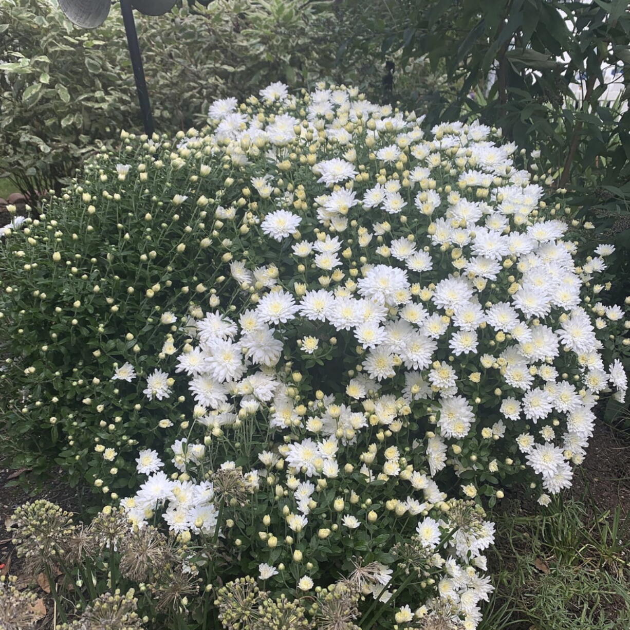 Perennial mums can be planted directly in garden beds or be potted.