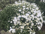 Perennial mums can be planted directly in garden beds or be potted.