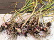 A crop of freshly harvested hardneck garlic (Jessica Damiano/Associated Press)