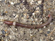 A mature Asian jumping worm found in Madison, Wis. The species is distinguishable from other earthworms by the presence of a creamy gray or white band encircling its body.