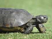 FILE - A gopher tortoise ambles along a tee box on Sept. 21, 2014 in Ponte Vedra Beach, Fla. The U.S. Fish and Wildlife Service said Tuesday, Oct. 11, 2022, that the burrowing reptiles don't need federal protection in Florida, Georgia, South Carolina and most of far south Alabama but remain threatened in southeastern Mississippi and bits of Louisiana and southwest Alabama.