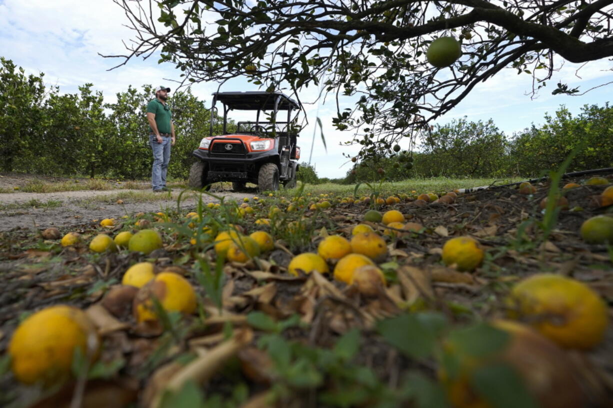 FILE - Fifth generation farmer Roy Petteway looks at the damage to his citrus grove from the effects of Hurricane Ian on Oct. 12, 2022, in Zolfo Springs, Fla. Agriculture losses in Florida from Hurricane Ian's high winds and drenching rains could reach $1.56 billion, with citrus, cattle, vegetable and melon operations among the hardest hit, the University of Florida reported Tuesday, Oct, 18, in a preliminary estimate.