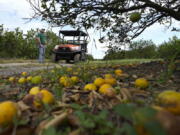 FILE - Fifth generation farmer Roy Petteway looks at the damage to his citrus grove from the effects of Hurricane Ian on Oct. 12, 2022, in Zolfo Springs, Fla. Agriculture losses in Florida from Hurricane Ian's high winds and drenching rains could reach $1.56 billion, with citrus, cattle, vegetable and melon operations among the hardest hit, the University of Florida reported Tuesday, Oct, 18, in a preliminary estimate.