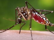 FILE - This 2006 file photo provided by the Centers for Disease Control and Prevention shows a female Aedes aegypti mosquito in the process of acquiring a blood meal from a human host. A study published Tuesday, Oct. 18, 2022, in the journal Cell, finds that certain people really are "mosquito magnets" who get bitten more than others -- and it probably has to do with the way they smell.