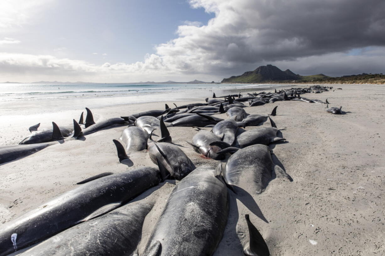 A string of dead pilot whales line the beach at Tupuangi Beach, Chatham Islands, in New Zealand's Chatham Archipelago, Saturday, Oct. 8, 2022. Some 477 pilot whales have died after stranding themselves on two remote New Zealand beaches over recent days, officials say.