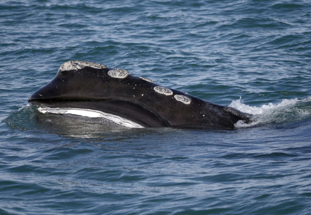 FILE - A North Atlantic right whale feeds on the surface of Cape Cod bay off the coast of Plymouth, Mass., March 28, 2018. Scientists released new data on Monday, Oct. 24, 2022, that showed a vanishing species of whale declined in population by about 2% last year.