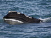 FILE - A North Atlantic right whale feeds on the surface of Cape Cod bay off the coast of Plymouth, Mass., March 28, 2018. Scientists released new data on Monday, Oct. 24, 2022, that showed a vanishing species of whale declined in population by about 2% last year.