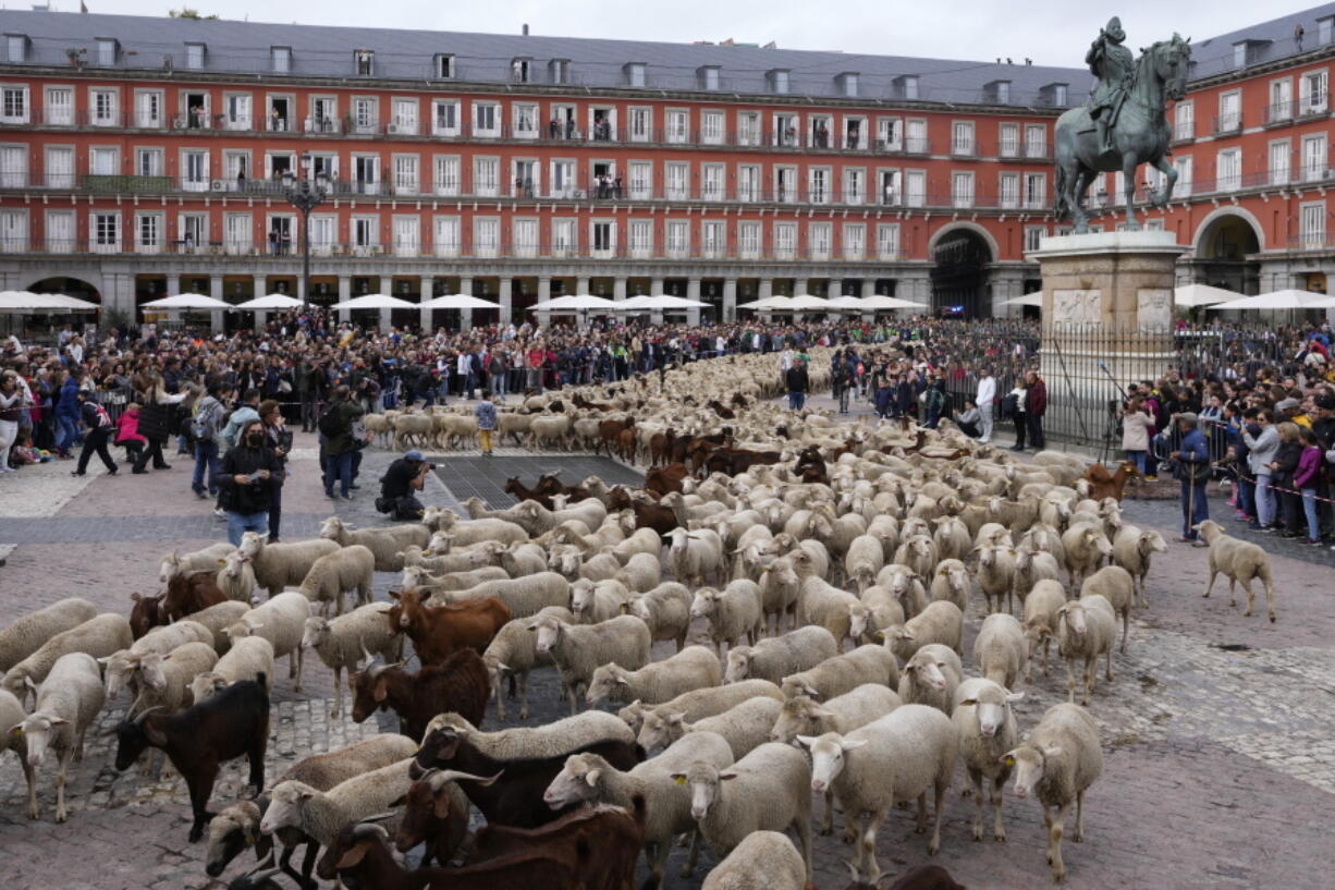 A flock of sheep are driven across Plaza Mayor in central Madrid, Spain, Sunday, Oct. 23, 2022. Sheep were guided by shepherds through the Madrid streets in defence of ancient grazing and migration rights that seem increasingly threatened by urban sprawl and modern agricultural practices.