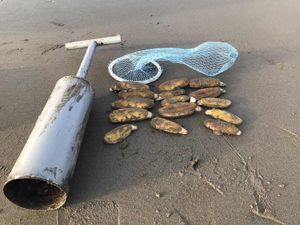 Razor clam digging resumes Thursday at Long Beach - The Columbian
