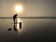 Clam digging south of the Oysterville approach at the northern end of Long Beach Peninsula.