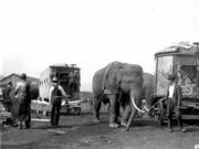 This 1922 image of the Sells-Floto Circus shows an elephant pulling a canvas-covered cage wagon into position. An octagon cage wagon is on the right. The circus, formed in the early 1900s, toured the United States as the second-largest traveling circus until 1921. That September, it was robbed of $30,000 in Vancouver by three bandits. After the heist, the American Circus Corporation absorbed Sells-Floto Circus.