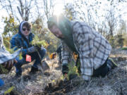 Clark College student Taylor Dillaman, right, plants yarrow Nov. 15 at the Sams Walker Day Use Area near Skamania. The Center for Ecodynamic Restoration is working with the U.S. Forest Service, Friends of the Columbia Gorge and Skamania County on restoring the land to a meadow of native wildflowers.