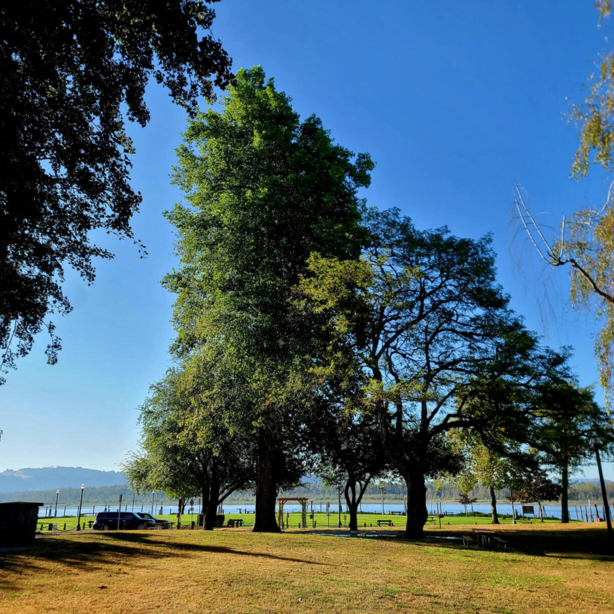 Parker's Landing Historical Park volunteers were recognized at a recent Port of Camas-Washougal meeting for their efforts to deep-water trees throughout the summer and fall.