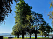 Parker's Landing Historical Park volunteers were recognized at a recent Port of Camas-Washougal meeting for their efforts to deep-water trees throughout the summer and fall.