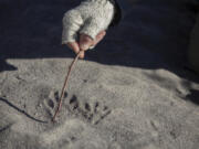 When you spot animal tracks, said Conley, analyze them closely and ask detailed questions: How large are they? How many digits are there? What direction do they seem to be headed?