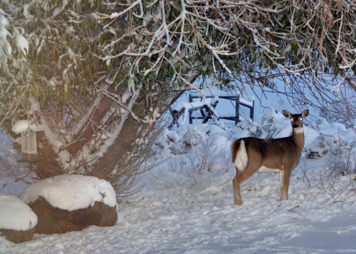 A trail camera picks up a whitetail deer in Idaho in a 2012 file image.