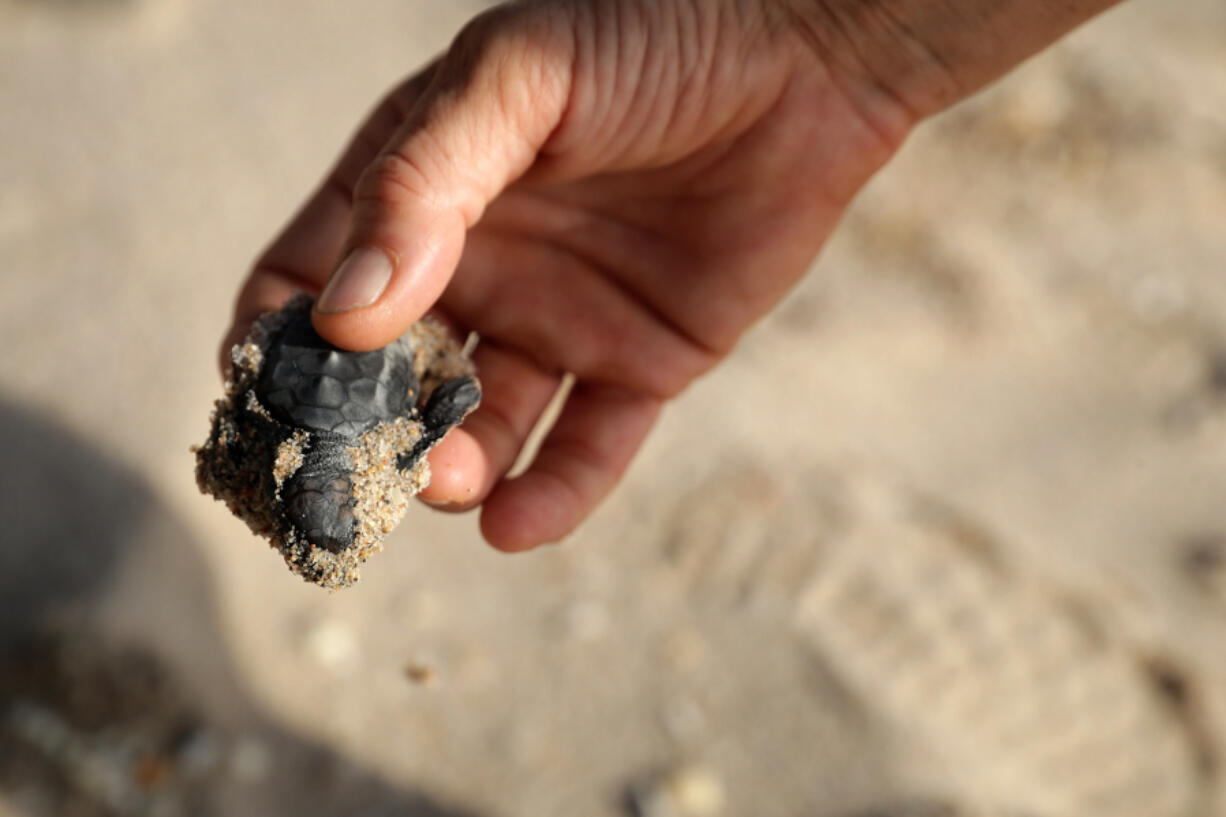 A Loggerhead sea turtle hatchling that drowned during a hurricane is recovered in 2017, in Fort Lauderdale, Fla.