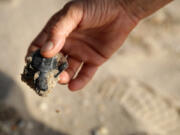 A Loggerhead sea turtle hatchling that drowned during a hurricane is recovered in 2017, in Fort Lauderdale, Fla.