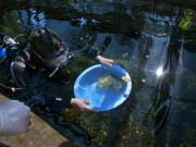 Hellbender keeper Katie Noble hands off a clutch of Ozark hellbender eggs after diving into the nesting stream outside the Herpetarium at the St. Louis Zoo on Sept. 27. (Robert Cohen/St.