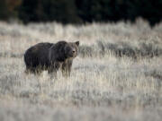 A grizzly bear is seen in Grand Teton National Park, Wyo., during the fall season. Idaho's congressional delegation has renewed calls to remove grizzly bears from Endangered Species Act protections.