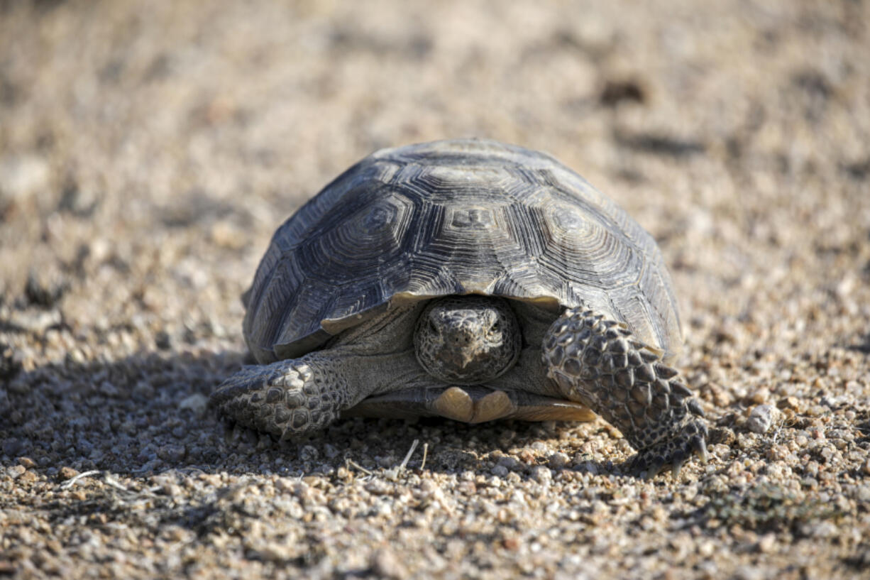 A desert tortoise on the move in the Desert Tortoise Research Natural Area on Oct. 10, 2022, in California City, California.